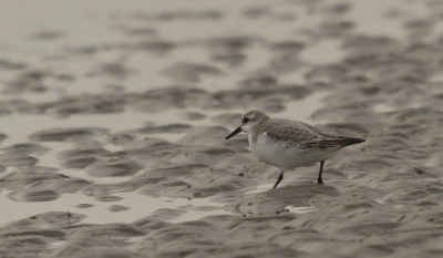 Gisteren even aan de wandel gegaan bij de Kwade Hoek op Goeree-Overflakkee. Erg veel vogels gezien, vooral drieteenstrandlopers en meeuwen. De drieteenstrandlopers waren de soort die ik eens op de plaat wilde zetten, maar wat was dat moeilijk zeg! Ze renden met een sneltreinvaart voor je uit. Het bewolkte weer maakte het er ook niet beter op, waardoor ik hoge iso moest gebruiken om nog een beetje redelijk sluitertijd te krijgen. UIteindelijk is dit een van de weinige goede resultaten.