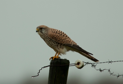 Vanochtend licht regenend.Liet deze torenvalk zich goed benaderen.Heb voor deze uitsnede gekozen omdat ik het draad wel leuk vind