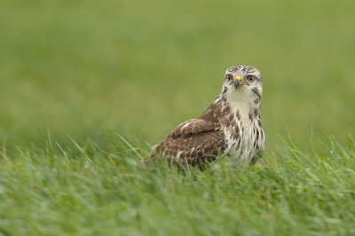 Het was erg nat, het waaide, er was niet veel licht. Veel vloog niet rond, veel mensen waren er niet. 
Deze Buizerd was er wel.. en ik ook... 
Blij dat ik gegaan was.