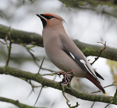 Mijn eerste waaoneming van een Pestvogel, ondanks het zeer slechte weer toch vanuit Belgie de trip naar Middelburg gemaakt.