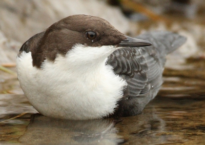 De waterspreeuw in de AWD is zichtbaar ontroerd door alle belangstelling: ik zie toch echt een traantje onder het oog ;-)
Vind dit wel een mooie close-up van een wat minder typische houding.