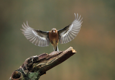 Blijft lastig : razendsnel aanstormende vogeltjes... Hier een fraaie landing van een algemeen vogeltje.