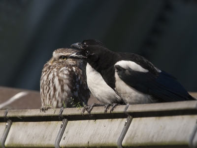 Ook hier weer een gedrag plaat wat ik zelf ook nog niet eerder heb gezien.
De steenuil was zo op zijn hoede. als de kerkuil zich maar liet zien begon hij meteen te dreigen.
Het was zo dat deze twee jongen eksters naast hem gingen zitten en er gebeurde helemaal niets dat levert dan dit soort plaatjes op .
Maar zodra de kerkuil zich weer in de stal op zijn vaste stek ging zitten was de steenuil er als de kippen bij om hem te verjagen.
Waanzinnig om dit mee te maken.

Gr Jan