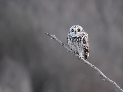 Deze is van afgelopen winter. Ik hoop ze deze winter ook weer zo mooi te kunnen platen :-)