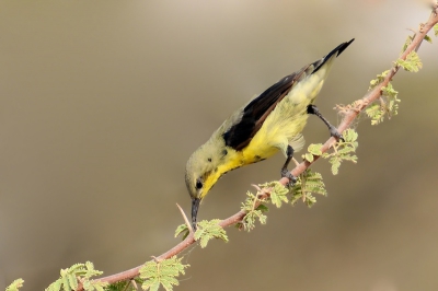 Gemaakt in een soort van natuurpark bij Al Qurm in enorme hitte en luchtvochtigheid (+42graden), vogel had zo te zien nergens last van...