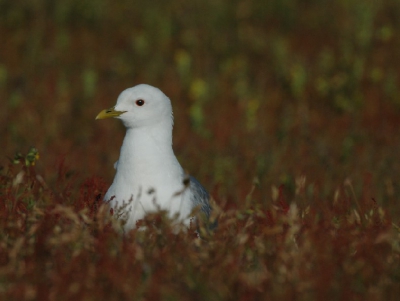 Deze Stormmeeuw zat uit te rusten in het veld enigszins verscholen in de wat hogere begroeing.