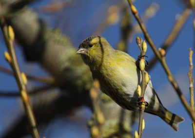 Rondfietsend kwam ik een groepje Sijsjes en Putters tegen. Helaas zaten ze vrij hoog en tussen de takjes. De zon veroorzaakte nogal wat schaduwlijnen. Toch vond ik het wel een sfeervol plaatje van een leuke soort.