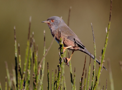 Tijdens een wandeling langs de kust van Bretagne hoorde ik deze grasmus zingen, gelukkig had ik mijn Canon eos7d met 500mm lens in de aanslag