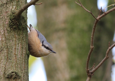 Deze soort is in mijn omgeving de laatste tijd in opkomst. Het heeft even geduurd eer ik er n netjes voor mijn lens kreeg.