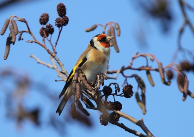 Leuke afsluiting van het weekend Terschelling: Sijsjes en Puttertjes in de volle zon met strakblauwe lucht, wat wil een mens nog meer..?
Na tip van moderator een tweede poging. Kleinere crop, andere compo. hopelijk nu voldoende, het is zo'n leuke vogel...