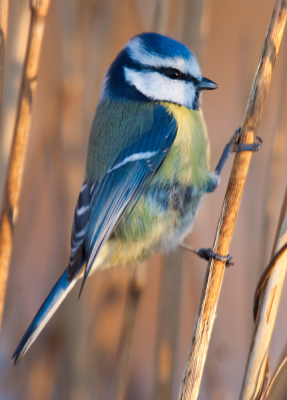 Op zoek naar baardmannen, zat deze pimpel plotseling op een 3 meter van mij verwijderd in het riet. In het ochtendlicht een plaatje. Helaas op de pootjes niet helemaal scherp. Foto bijgesneden tot staand model, verder niet gecropt.