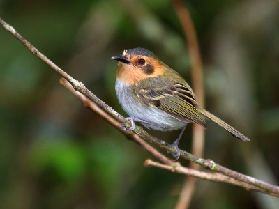 Photo taken in around the National Park Capara.
It is a very small bird, singing, a very restless.
In Brazil it is known as Toror.