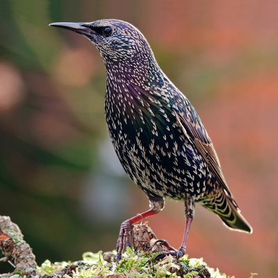 Een zeer ondergewaardeerde vogel naar mijn idee. maar onder de juiste omstandigheden een zeer fraai soort.