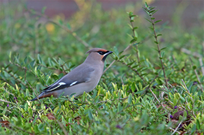 Pestvogel foto 2 e e e e e e e e e eee  e e e e e e ee e e e e e ee e e  e  e e e
