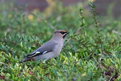 pestvogel foto 3 e e e e e e e e  e  e e  e e  e e  e e  e e