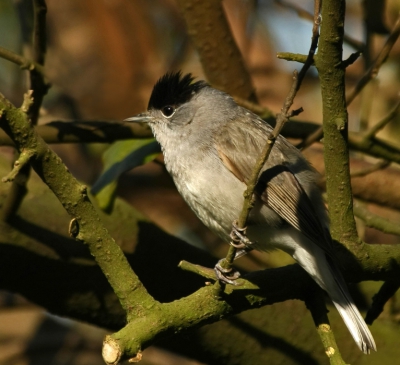 Sinds een paar jaar zitten er een paartje zwartkoppen in onze tuin.Het vrouwtje laat zich bijna nooit zien,ik zeg bijna!
Wat kan dat mannetje zingen zeg!
Prachtig zonnig weer.