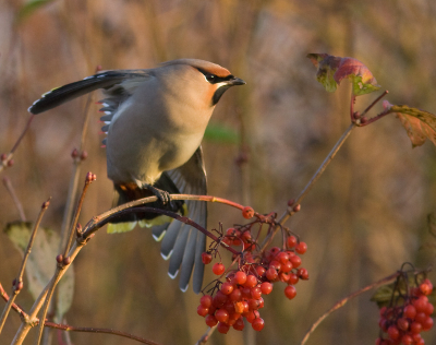 Een prachtbeest om in mijn thuishaven tegenaan te lopen. Ik constateerde de volgende volgorde: rusten, poetsen, korte roep, eten, rusten, poetsen, korte roep, eten enz... (o ja, bij rusten hoort nog poepen, soms hele bessen) Hier zijn poetshouding!