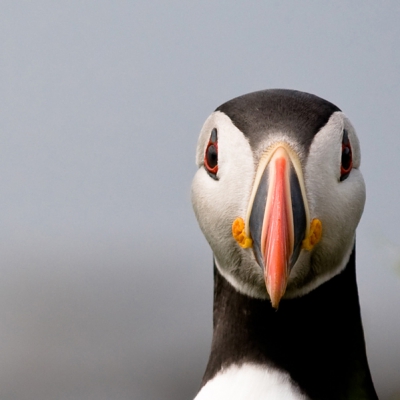 Vanuit Mull zijn we een dagje naar de Treshnish eilanden geweest om Puffins te fotograferen. Ik vond het in een woord geweldig. We hadden er niet veel, hooguit tien, de rest dobberde op zee.