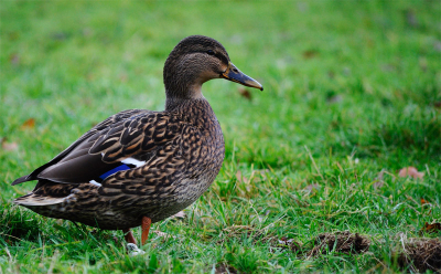 Dagje naar de Hoge Veluwe geweest om voor het eerst vogels te fotograferen, en eigenlijk was deze eend het best gelukt.