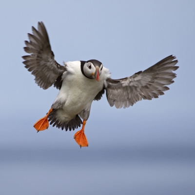 Landing van een Papegaaiduiker.
Het was mooi om te zien hoe ze uit de lucht vielen.
Op deze foto is het verenkleed onder de vleugels te zien, bestaat uit een aantal laagjes