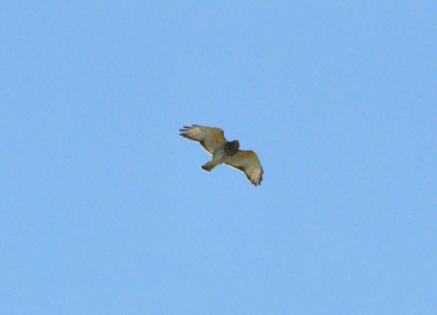 Snerpende buizerd gefotografeerd boven ons huis. Vanaf redelijke afstand. Eerste upload op Birdpix. Deze foto kreeg ik niet scherper met Nikon D90, 70-300. Zou dat via RAW wel kunnen ipv JPEG?
