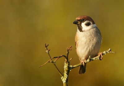 Tijd geen foto's gemaakt maar ik heb de smaak weer te pakken.
Ringmussen blijven prachtige vogeltjes vind ik deze ging even mooi vrij zitten met dit als resultaat.
Ik ben er blij mee wat vinden jullie.

gr Jan