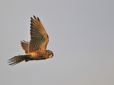 Het was ongeveer 16:45 uur en de zon al laag stond toen deze foto werd gemaakt. De Torenvalk was langs een landweggetje bij Schoorl aan bidden en vloog vervolgens nog even langs mijn camera.