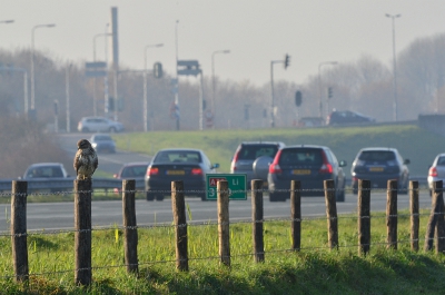 Bij deze foto wil ik laten zien hoe onverstoorbaar de buizerd langs de snelweg zit terwijl het verkeer voorbij raast. (vandaar diafragma f22) Ik stond midden op een landweggetje parallel aan de snelweg op gepaste afstand van de buizerd. Toen er een tegenligger aan kwam op ditzelfde weggetje vloog de buizerd helaas weg.... Maar ja, een paar foto's had ik in ieder geval.