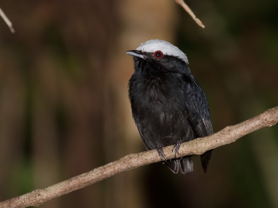 Photo made near a flooded area where these birds like to stay.
Because these birds choose specific perches are for landing and alternating between them, it took patience to get a good photo.
In Brazil he is known as "Cabea-Branca"