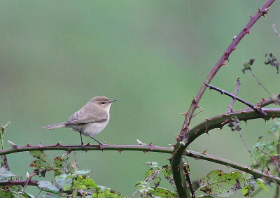 Ondanks regen toch nog een aardige foto van deze zeldzaamheid(zeker voor Limburg).
