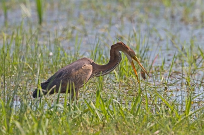 Ik ben sinds 2007 vaste bezoeker van Birdpix. Dit is mijn eerste upload en ben benieuwd naar jullie reacties. De foto is genomen vanuit de beste kijkhut die ik ooit bezocht heb.