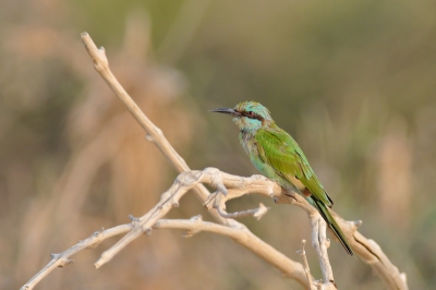 Op mijn eerste dag in Oman was het al direct raak: ik wilde graag kleine groene bijeneters zien, en zag er meerdere op de eerste ochtend ter plaatse. Dit exemplaar was redelijk goed benaderbaar en zat bovendien op heuphoogte , dus prettige omstandigheden om 'erin te komen'.