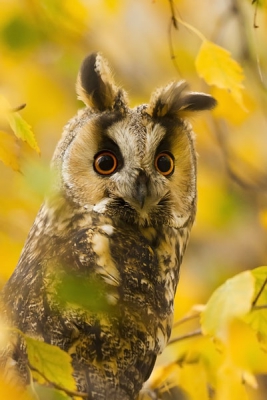 Deze foto van de ransuil gemaakt terwijl hij in een berk zat. 
ik heb de foto vanaf statief gemaakt op een vrij grijze dag, waarbij ik moest wachten op een windvlaag om de vogel vrij in beeld te krijgen. i.v.m takjes en bladeren. Ik vind deze foto een echte natuurlijke omlijsting hebben waarvoor ik hem uitermate geschikt vind om te plaatsen voor de maandopdracht van november (natuurlijke omlijsting).