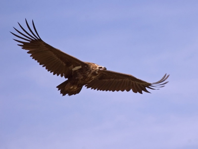 Gestimuleerd door Martijn de Jonge's prachtige foto's van Carmen, zet ik vandaag ook maar een Monniksgier op BP, die ik eerder deze maand maakte.

Er zaten een stuk of 35 bij een dood paard. Ik heb nog niet alle foto's doorgeplozen/geselecteerd. Wellicht volgen later nog meer foto's van deze mooie soort.