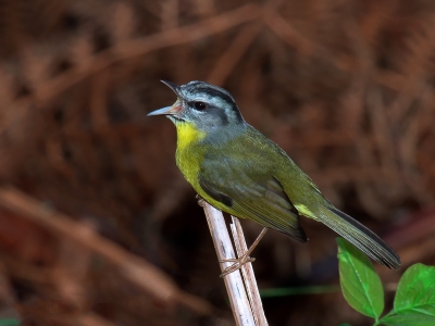 Very common bird in our mountain region.
It is very fast and small.
That day she was exposed for a long time, repeatedly voicing.
In Brazil it is called "Pula-Pula", because of their behavior to jump quickly between the branches.