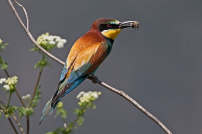 Tijdens de laatste dag van onze vogelreis in Lesbos heb ik nog een kolonie Bijeneters ontdekt. Ondanks de hete middagzon, toch nog een mooi plaatje kunnen schieten vanuit de auto.