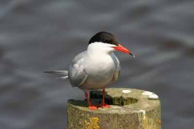 Deze visdief stond heel mooi vlakbij. Heb hele serie foto's gemaakt. Foto is niet gecropt. Canon 350d, Sigma 100-300mm/F 4,0 + 1,4x converter. ISO 200, -1/3 stop, 1/400 sec. en F op 10,0.