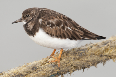 Deze steenloper zat met zijn vriendjes op het touw van een vissersboot. Kon hem erg dicht benaderen. Hij genoot blijkbaar van onze aanwezigheid.