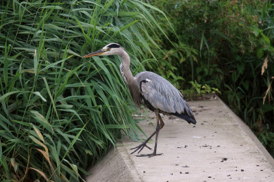 Deze reiger maakt hier gebruik van een kleine sluismuur om naar vissen en kikkers te zoeken.