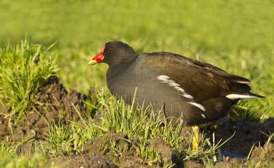Er zat een hele grote groep waterhoenderen en meerkoeten samengeschoold in een weiland bij een sloot. Toen maar even gestopt om een paar plaatjes te schieten.