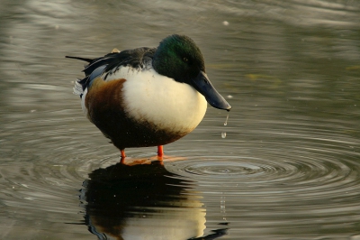 vandaag deze slobeend kunnen fofograveren vanuit een schuilhut in een eendekooi.
wat een grootte snavel heeft zo'n eend. mooi om te zien hoe hij de snavel vol schept met water en al het voedsel er tussenuit zeeft.