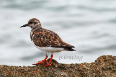 De vogel lijkt op een Calidris fuscicollis maar heeft oranje pootjes heeft iemand een idee over welke strand loper dit gaat? Gemaakt op strand op Curacao
Bijvoorbaat dank

p.lenting