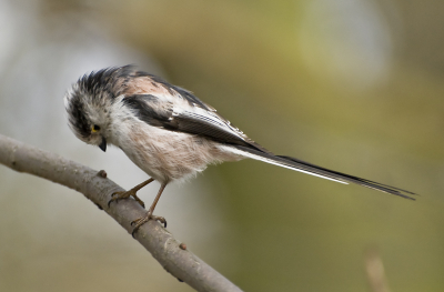 Na een lange tijd te hebben genoten van de vele vogel  opnames hier, is het de beurt aan mij om ook jullie te laten genieten van mijn vogel opnames.
Hier alvast mijn eerste upload hier van de Staartmees