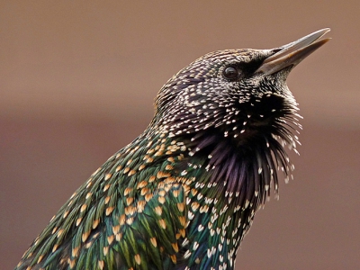 Fotografeer vogels heel graag, omdat ik geen telelens heb, moet ik wachten tot vogeltjes dicht bij komen en bij een spreeuw lukt dat vaak.