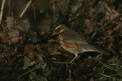 Deze kramsvogel was lekker aan het vroeten in de bladeren. Het is de eerste kramsvogel voor mijn lens. Ik vind de herfst kleuren hier erg mooi en u? Of vind u het te donker?