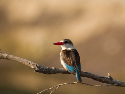 Deze kingfisher laat zich veelvuldig horen en soms ook zien. altijd weer een mooi moment.