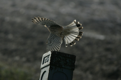 Ik denk een sperwer?? maar het ging zo snel en mijn kennis van vogels is nog beneden pijl!