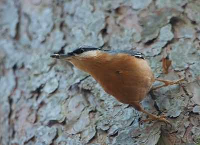 Even een weekje in Kootwijk geweest. Ik heb een aantal vogelsoorten gezien die op mijn verlanglijstje staan. Een aantal heb ik vast kunnen leggen, waaronder deze boomklever. Onder nogal slechte licht omstandigheden. Ik hoop dat het goed genoeg gelukt is.