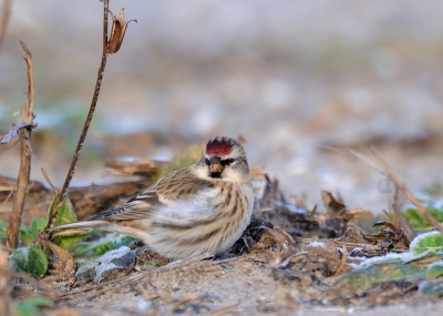 Nog een grote barmsijs, iets gustiger standpunt dan de vorige. Het uiterlijk doet een beetje wollig aan, deze vogels staan erom bekend dat ze wat bepoederd lijken.