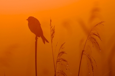 Wachten op de waterrietzanger (niet gezien helaas) werd het langzaam licht en kon ik diverse andere vogels in alle rust fotograferen.